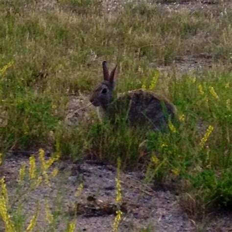 Why is my rabbit thumping? Why my lab rabbits are spoiled - Global Energy Laboratories