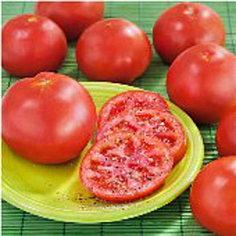 Marglobe Tomato Seeds More Heirloom Organic Non Gmo Etsy