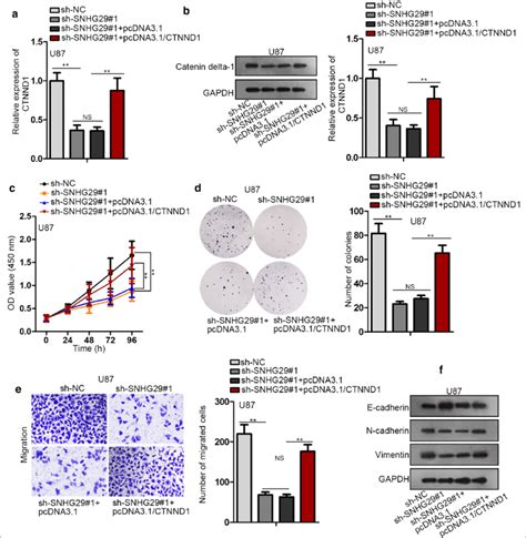 Snhg29 Promotes Glioblastoma Progression By Regulating Ctnnd1