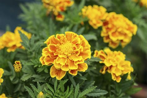 French marigolds can easily be started from seed, while african marigolds are best purchased as young plants (when started from seed, they can take a long time to flower). Marigold Plants Not Flowering - Reasons Marigolds Are Not ...