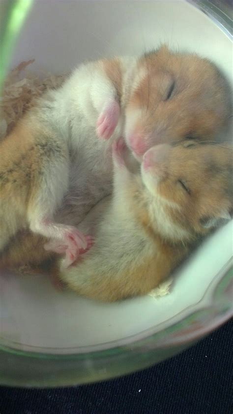 Hammies Cuddling D Hamsters Pinterest Cuddling And Baby Hamster