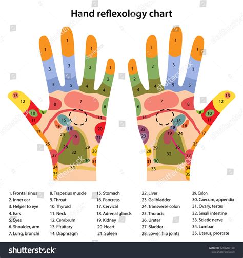 Vektor Stok Hand Reflexology Chart Description Corresponding Internal