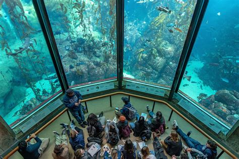 Reconstruction Of The Kelp Forest The Heart Of The Aquarium