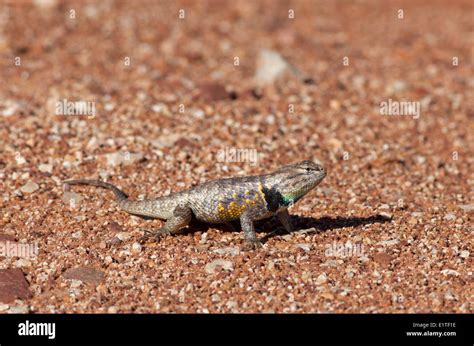 The Desert Spiny Lizard Sceloporus Magister Paria Canyon Vermilion