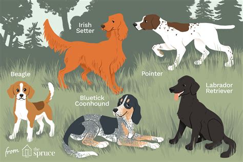 10 Best Dog Breeds For Hunting