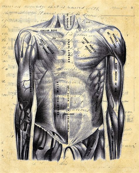 Torso Anatomy Art Male Torso Anatomy Print Codex Anatomicus