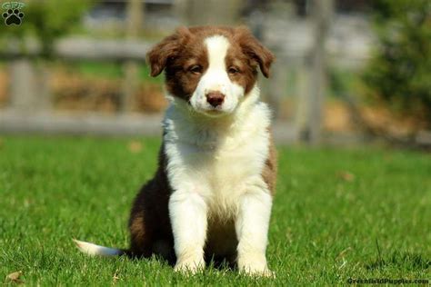 For 12 years, we are border collie puppies breeder and all our puppies are purebred from champion bloodlines. Dublin - Border Collie Puppy For Sale in Pennsylvania ...