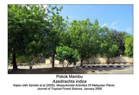 Katanya boleh halau nyamuk juga. 9 jenis pokok ni boleh bantu halau nyamuk! | Maria Firdz ...
