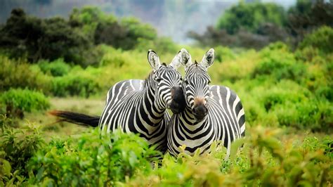 Africa Animal Wildlife Zebra Hd African Wallpapers Hd Wallpapers Id