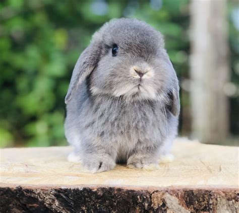 Is this tiny adorable lopped pet rabbit breed right for you? Holland Lop Rabbits For Sale | Woodlawn, VA #307292