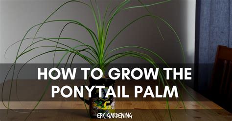Ponytail Palm Care How To Grow Beaucarnea Recurvata