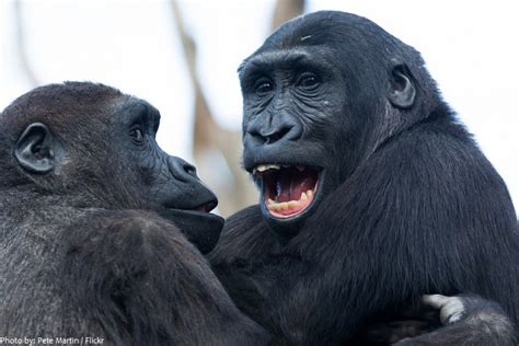 Interesting Facts About Gorillas Just Fun Facts