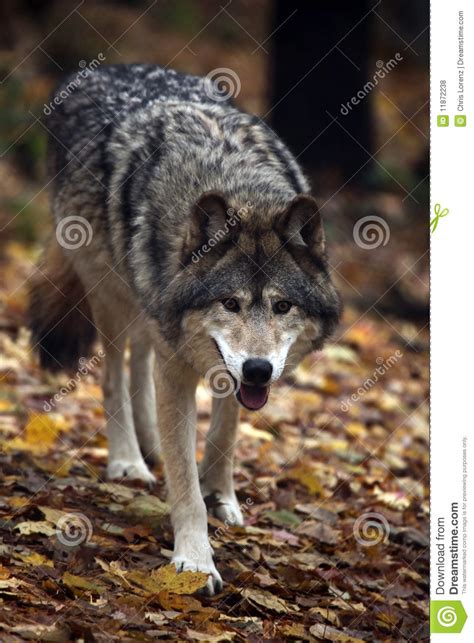 hungry wolf royalty  stock  image