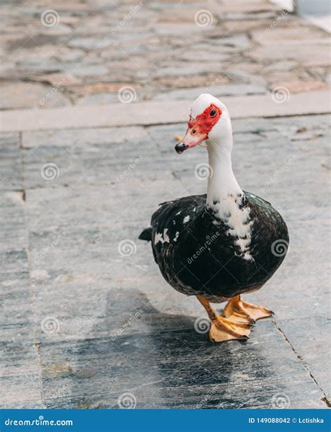 Domestic Ducks in Greece Walk on Their Territory Stock Photo - Image of