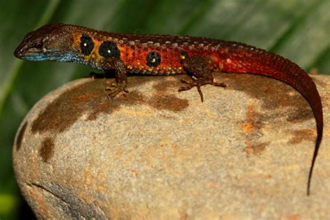 Photo New Blue Red Yellow Lizard Discovered In The Andes
