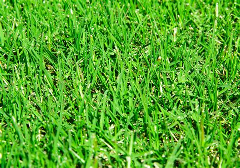 Bermuda Grass On The Green Lawn Care