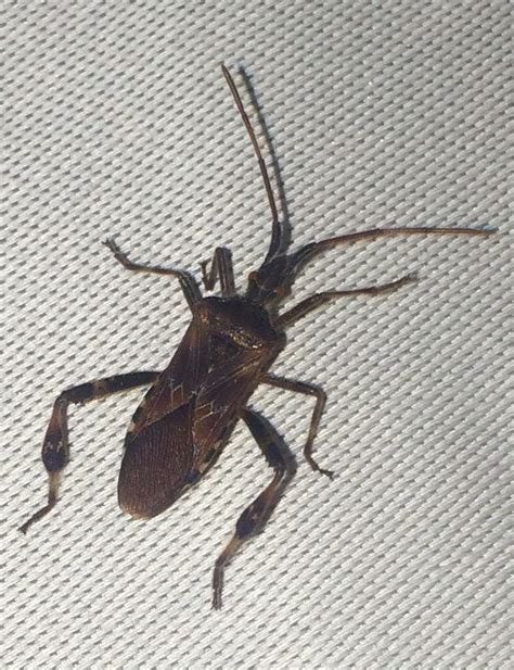 Meist sehen wir sie im bad oder in der küche, wenn wir in den raum reinkommen und das licht anmachen. HILFE! Was für ein Käfer ist das? (Wohnung, Insekten ...