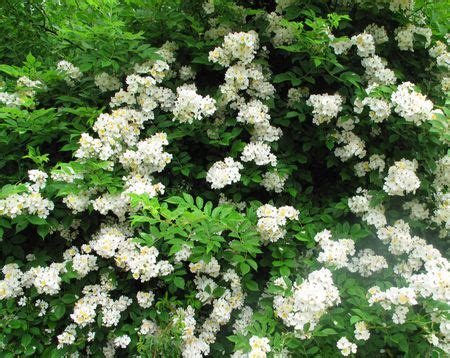 It is a beautiful specimen tree, but when it is planted in groupings of three it really shines. Invasive plants in Massachusetts: 31 types that could be ...