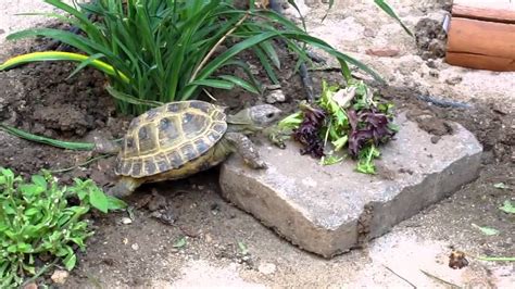 Russian Tortoise In Outdoor Habitat Youtube