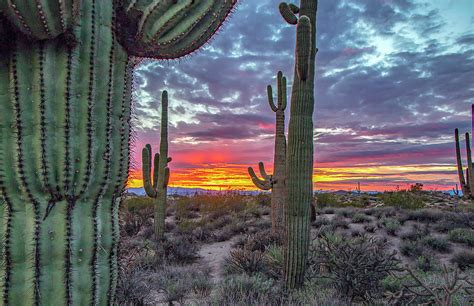Arizona Desert Saguaro Cactus Landscape Sunset Scene This Arizona