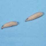 Images of Termite Larvae Vs Maggots
