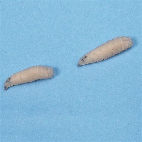 Sarcophaga Larvae Sarcophaga Bullata Living Unit 100