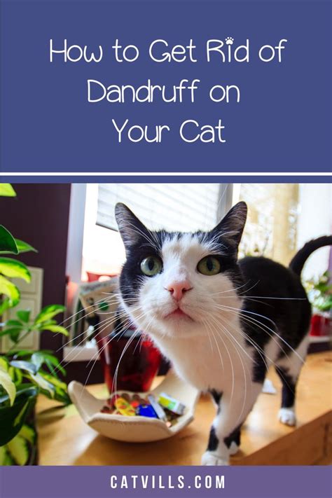 6 Easy Ways To Get Rid Of Dandruff On Your Cat Cats Cat Spray Cat Pee