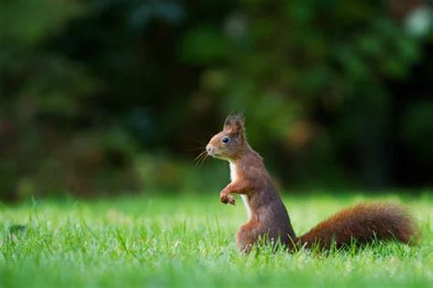 Selective Focus Photography Of Brown Squirrel Standing On Green Grass