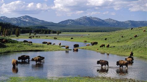 American Wyoming Yellowstone National Park Bison Wallpapers Hd