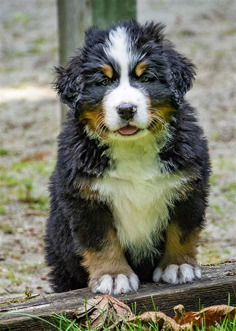 Cute Bernese Mountain Dog Puppies The 25 Best Bernese Dog Ideas On
