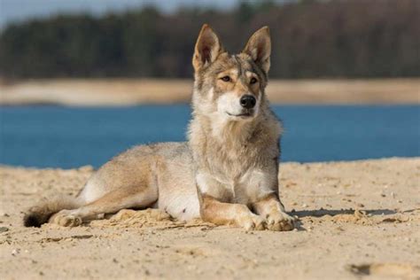 7 Dog Breeds That Look Like Coyotes