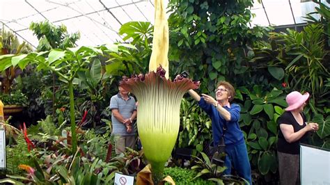Worlds Largest Flower Titan Arum With Smell Of Rotting Flesh Blooms In