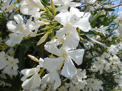 White Oleander Beautiful Flowers White Oleander Flowers