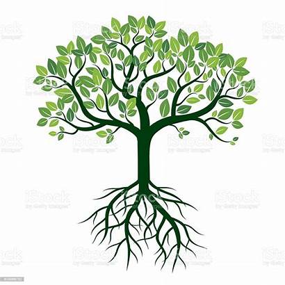 Roots Tree Boom Baum Wurzeln Wortels Farbe