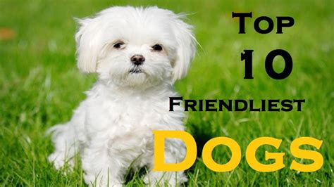 Top 10 Friendliest Dog Breeds In The World 10 Best Dog Breeds Youtube