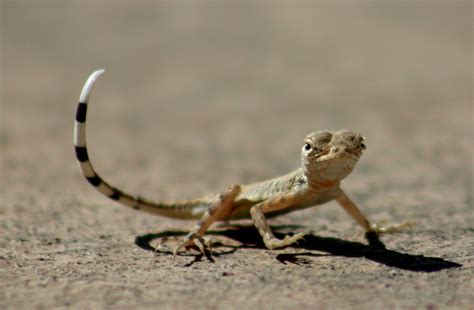 Reptiles Of Arizona Flashcards Memorang