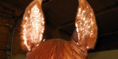 Could A Cream Eliminate Equine Aural Plaques The Horse