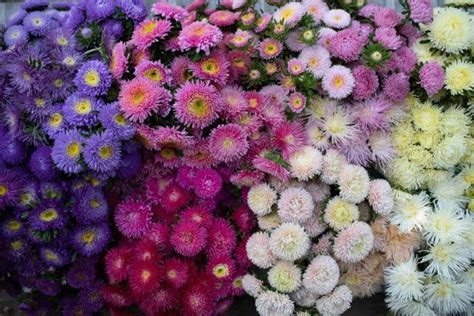 The Amazing World Of China Asters Floret Flower Farm Flower Farm