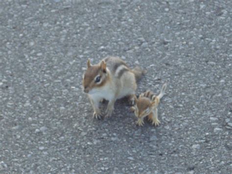 Baby Chipmunk And His Mom By Majicwish On Deviantart
