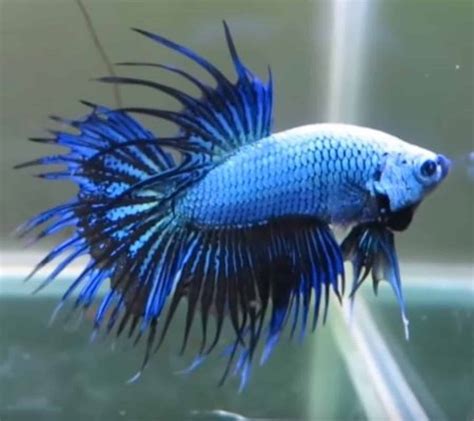 Different Types Of Betta Fish With Pictures Aqua Movement