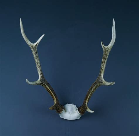 Japanese Sika Deer Skull Cap And Antlers Ahs325 Antlers Horns And Skulls