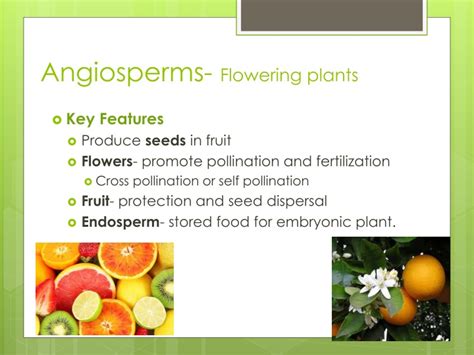 Ppt Angiosperms Flowering Plants Powerpoint Presentation Free