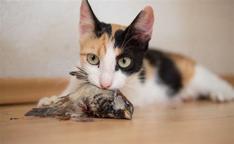 Feral Cats Kill About 15 Billion Native Australian Animals Each Year