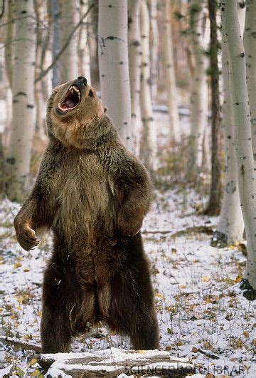 Angry Bear Standing Funny Collection World