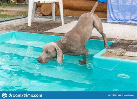 Weimaraner Dog Breed By The Home Pool Hunting Dog In The Garden Stock