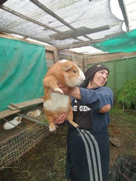 Biggest Guinea Pig Ever 😳 Show Us Day Out With The Kids