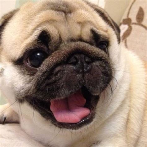 The Cutest Pug Ever Honey Instagrams Cutest Pug