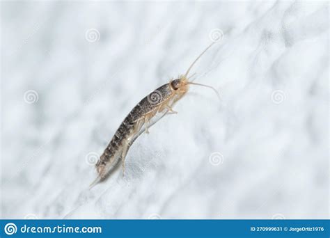 Silverfish Insect Lepisma Saccharina Walking On A White Wall Stock Image Image Of Closeup