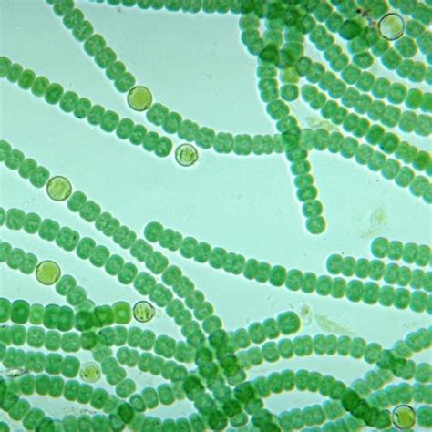 Cyanobacteria Carolina Biological Supply