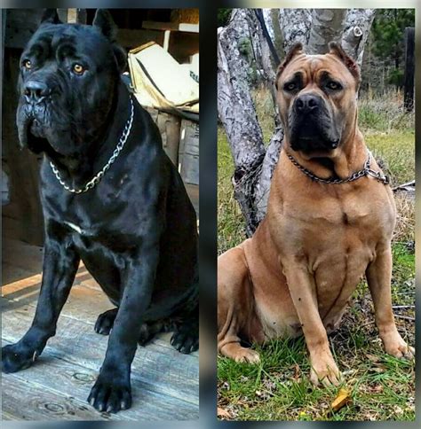 What's the buying rate of cane corso puppies per year in the usa? Cane Corso Puppies For Sale | Atlanta, GA #292651